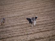 IMG_Aussietreffen_April2014_007