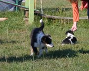 IMG_holly_hundeschule001