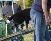 IMG_holly_hundeschule004