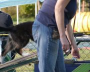 IMG_holly_hundeschule005