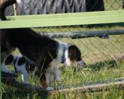 IMG_holly_hundeschule009