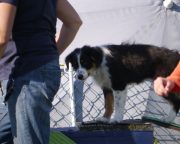 IMG_holly_hundeschule010