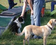 IMG_holly_hundeschule015