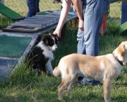 IMG_holly_hundeschule016