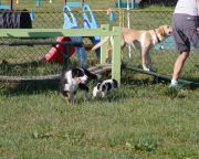 IMG_holly_hundeschule017