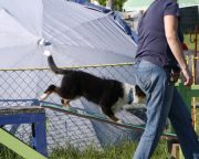 IMG_holly_hundeschule025