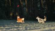 IMG_hunde_nov_2020_frisbee002