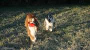 IMG_hunde_nov_2020_frisbee012