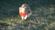 IMG_hunde_nov_2020_frisbee045