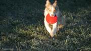 IMG_hunde_nov_2020_frisbee046