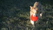 IMG_hunde_nov_2020_frisbee047