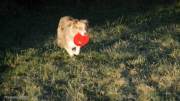 IMG_hunde_nov_2020_frisbee048