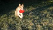 IMG_hunde_nov_2020_frisbee049