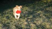 IMG_hunde_nov_2020_frisbee051