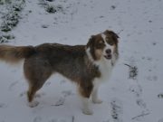 IMG_Hunde-dez-2017-0066028