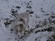 IMG_Hunde-dez-2017-013