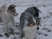 IMG_Hunde-dez-2017-027