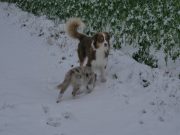 IMG_Hunde-dez-2017-043