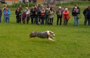 Mehr über den Artikel erfahren Hunderennen 2015