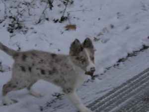 Mehr über den Artikel erfahren Bilder Winter 2017