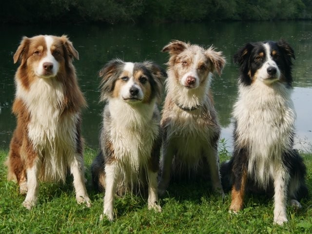 Du betrachtest gerade Baden mit Hunden 8-2018