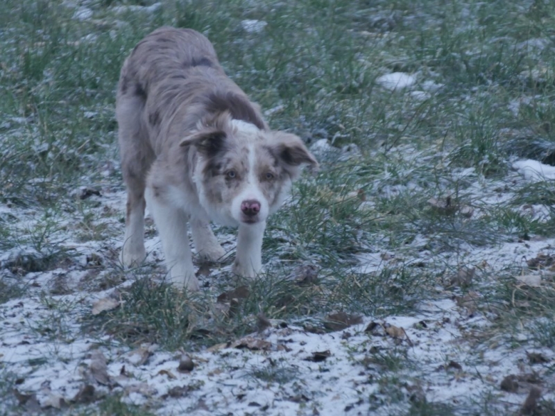 Du betrachtest gerade Bilder Hunde 3-2018