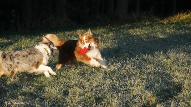 Du betrachtest gerade Frisbee spielen